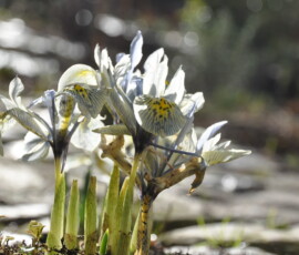 Schon im Februar kämpft sich die Iris reticulata „Katharine Hodgkin“ durch das Kopfsteinpflaster DSC_0001