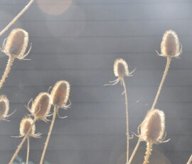 Im Winter stehengelassene Karden Dipsacus sylvestris leuchten bild